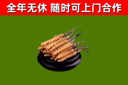 永平县回收散虫草