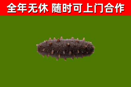 永平县回收海参干